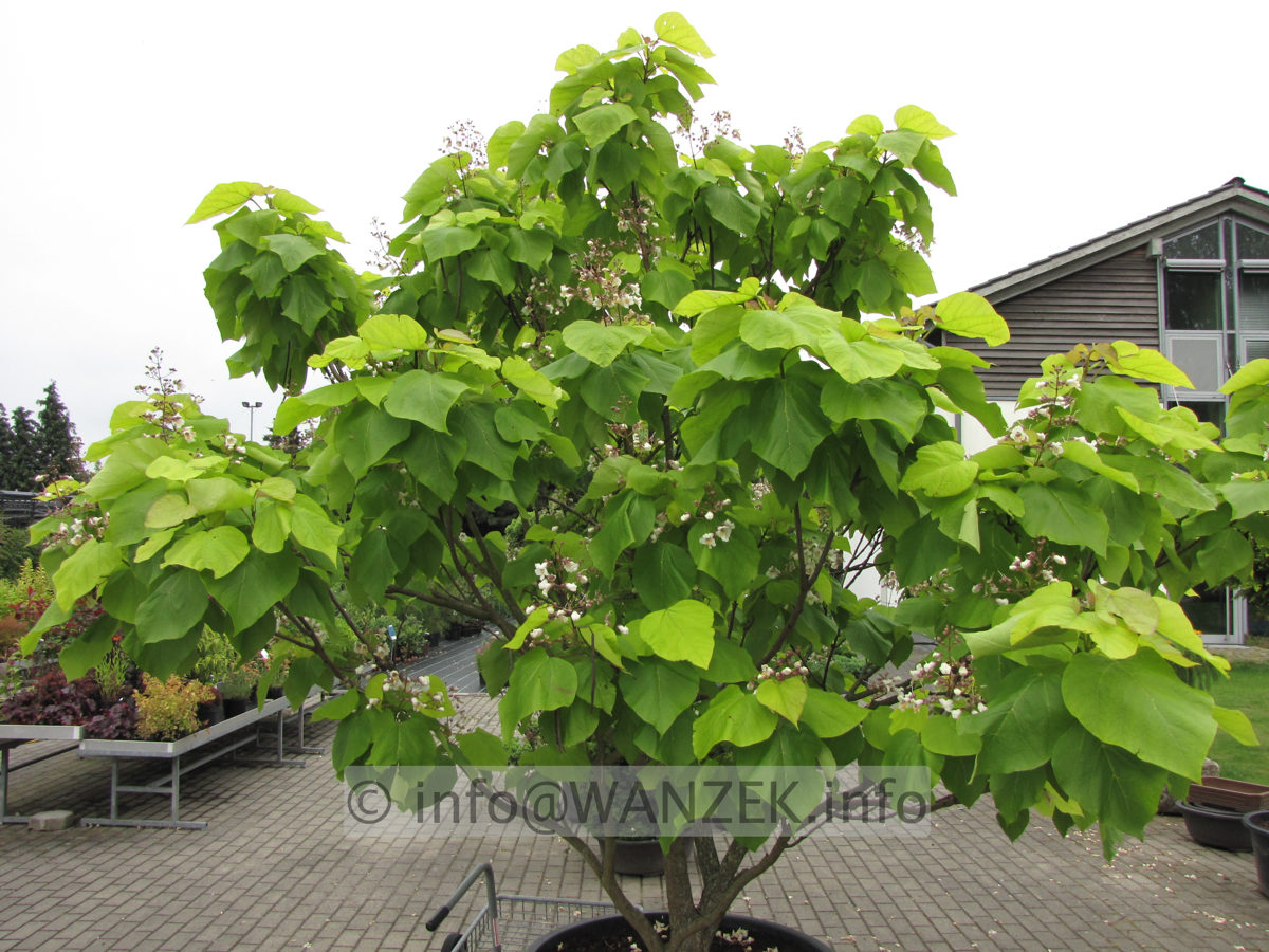 Catalpa bignonioides Aurea - Busch 1.JPG